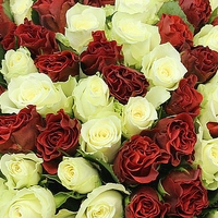 101 красно-белая роза (Кения)